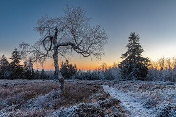 Wintermorgen in Schwarzwald