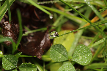 water drops macro photo on grass
