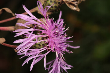 natural centaurea nigrescens flower photo