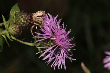 natural centaurea nigrescens flower photo
