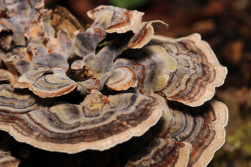 natural tree mushroom macro photo