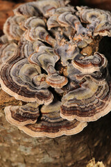 natural tree mushroom macro photo