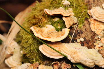 natural tree mushroom macro photo