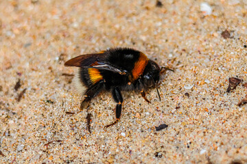 petit bourdon se promenant sur le sable.