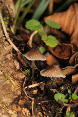 natural tree mushroom macro photo