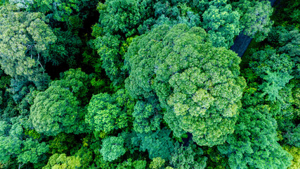 Aerial view of nature green forest and tree. Forest ecosystem and health concept and background,...