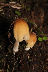 natural tree mushroom macro photo