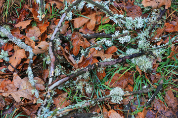 old autumn leaves and dry dead twig