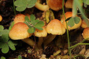natural tree mushroom macro photo