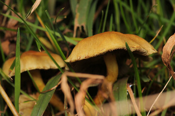natural tree mushroom macro photo