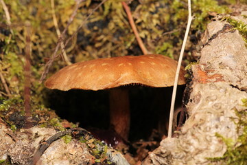 natural tree mushroom macro photo