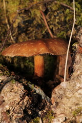 natural tree mushroom macro photo