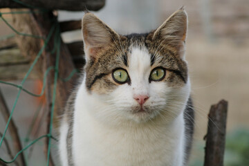 tiny blue eyed kittens photo