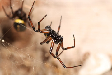 steatoda cingulata spider macro photo