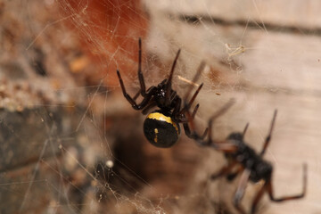 steatoda cingulata spider macro photo