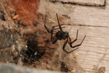 steatoda cingulata spider macro photo