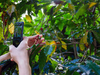 Famer takes a picture of a ripe red coffee bean at coffee tree in hand with  smartphone,coffee plant,raw coffee berry