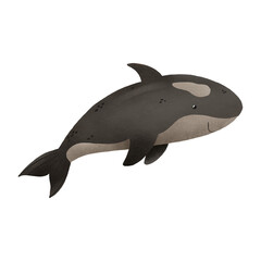 Cartoon hand drawn illustration of sea fish. Black killer whale. Underwater sea world. Hand drawn illustration on isolated background. Cute design