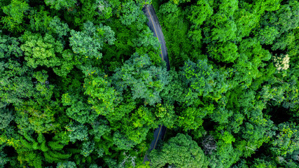 Aerial top view road in forest with car motion blur. Winding road through the forest. Car drive on the road between green forest. Ecosystem ecology healthy environment road trip.