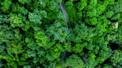 Muurstickers Aerial top view road in forest with car motion blur. Winding road through the forest. Car drive on the road between green forest. Ecosystem ecology healthy environment road trip. © Darunrat