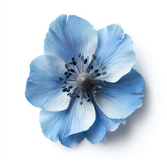 Blue anemone flower isolated on white. 