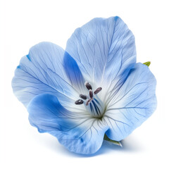Blue anemone flower isolated on white. 