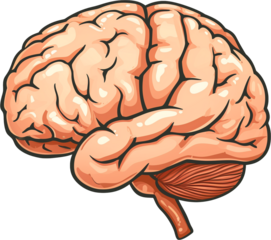 An Illustration of the Brain