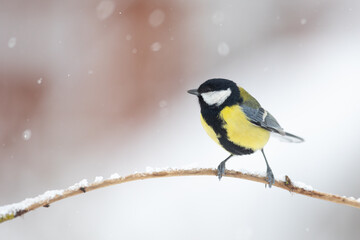 Colorful great tit ( Parus major ) perched on a tree trunk, photographed in horizontal, amazing background