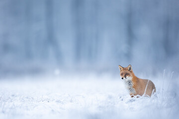 Fox Vulpes vulpes in winter scenery, Poland Europe, animal walking among snowy meadow - obrazy, fototapety, plakaty