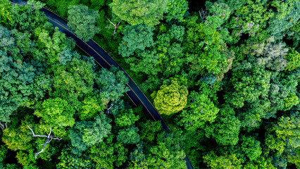 Aerial top view road in forest with car motion blur. Winding road through the forest. Car drive on the road between green forest. Ecosystem ecology healthy environment road trip.