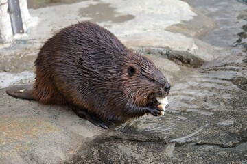 濡らしたパンを食べるアメリカビーバー