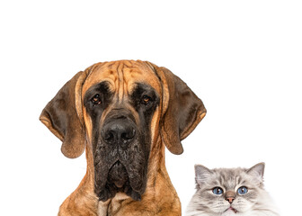 Great Dane dog and Ragdoll cat portrait little and large isolated on white studio background 