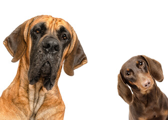 Great Dane and dachsund dog little and large portrait peeking isolated on white studio background...
