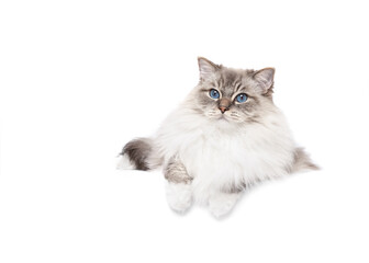 Fototapeta premium Ragdoll cat lying down isolated on white studio background looking to camera copy space