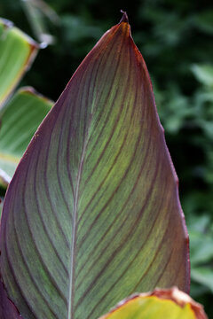 close up of leaves of Canna Lily (family Cannaceae)