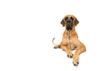 Giant Great Dane dog happy and tail wagging lying isolated on white studio background copy space portrait