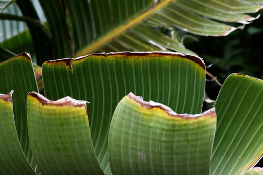 close up of leaves of Canna Lily (family Cannaceae)