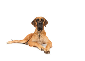 Great Dane dog lying down isolated on white studio background portrait looking to copy space