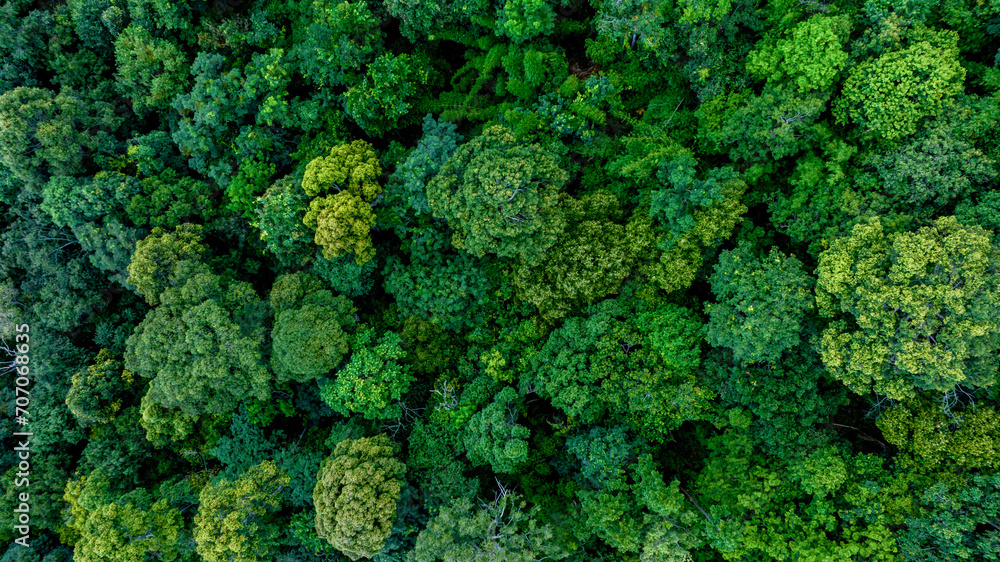 Wall mural aerial view of nature green forest and tree. forest ecosystem and health concept and background, tex