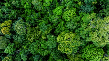 Foto auf Acrylglas Grün Aerial view of nature green forest and tree. Forest ecosystem and health concept and background, texture of green forest from above.Nature conservation concept.Natural scenery tropical green forest.