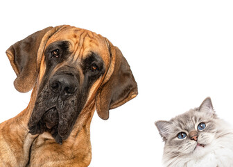 Obraz premium Great Dane dog and ragdoll cat peeking isolated on white studio background frame
