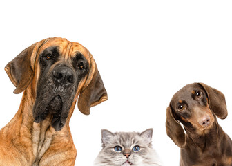 group of dogs and cat peeking isolated on white studio background Great Dane , dachshund and cat...