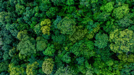 Aerial view of nature green forest and tree. Forest ecosystem and health concept and background, texture of green forest from above.Nature conservation concept.Natural scenery tropical green forest. - obrazy, fototapety, plakaty