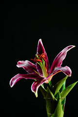 Stargazer Lily closeup taken in a studio setup. Beautiful isolated purple and pink coloring with copy space