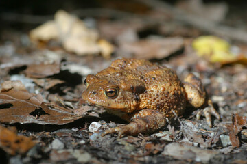 Erdkröte (Bufo bufo) Amphibium
