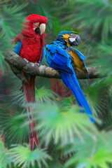 Scharlachara (Ara macao) und Gelbbrustara (Ara ararauna) oder Ararauna, Papageien sitzen auf Ast