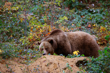 Braunbär (Ursus arctos) vor Höhle 