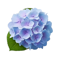 Foto op Canvas Hydrangea flower isolated on transparent background © Tohamina