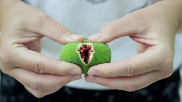 Fresh ripe fig fruit in the hands. Ficus carica, Fig - green-yellow fruit