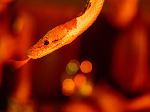 A close-up of a Ball Python
